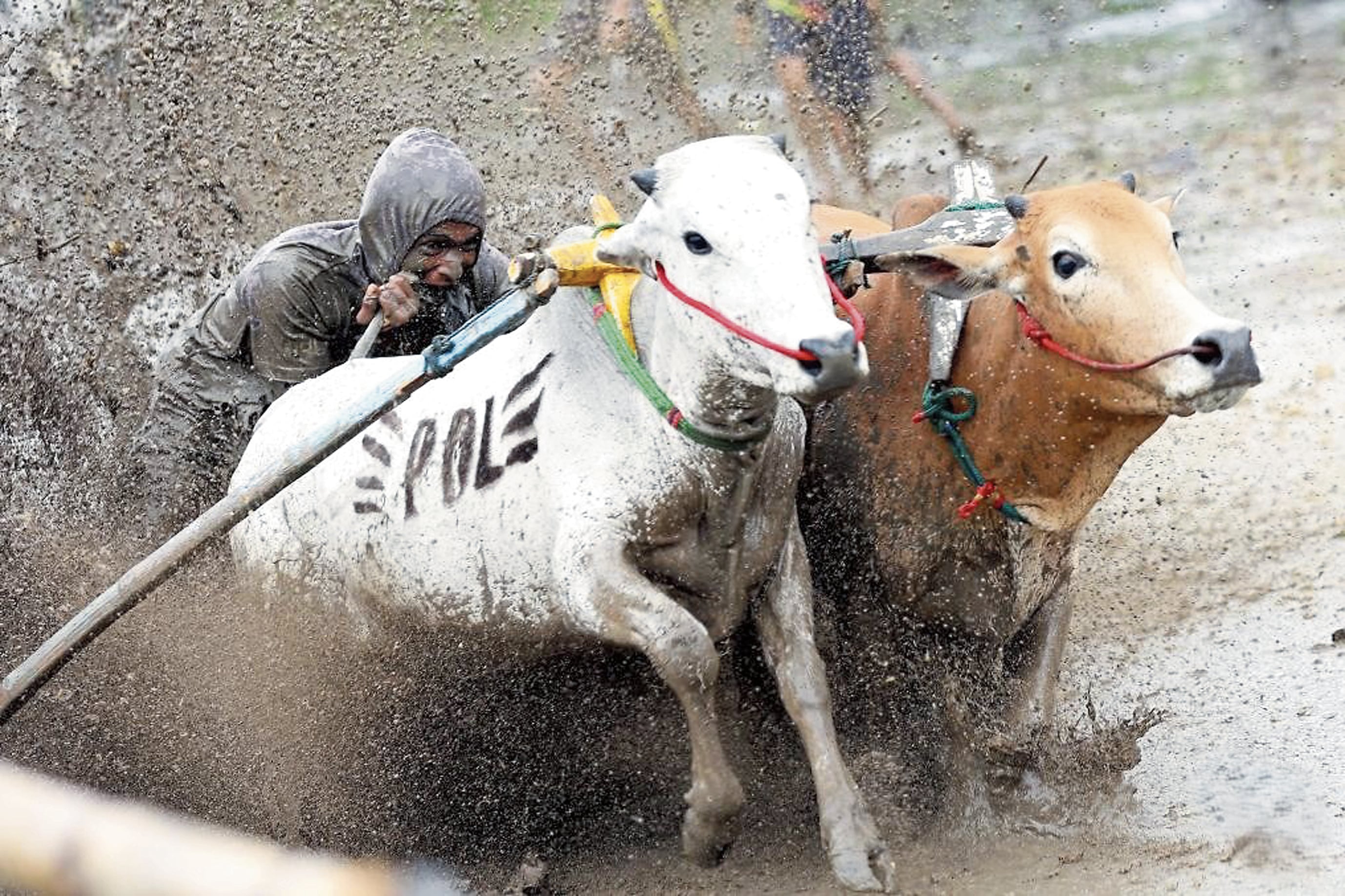 Correr con dos toros sobre el barro es muy complicado, un gran trabajo.