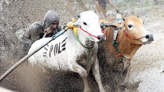 Jinetes corren con dos toros en campos de arroz anegados convertidos en lodazales