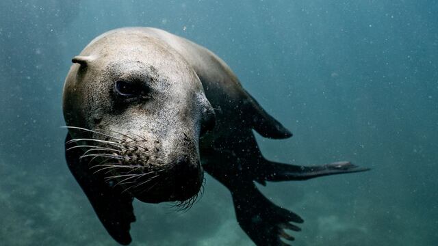 Miles quedan enternecidos al ver cómo una foca rescatada es bañada por sus cuidadores