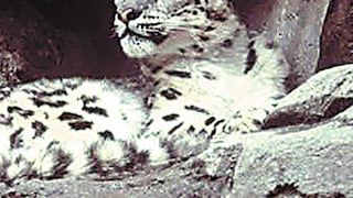 Muere leopardo más viejo