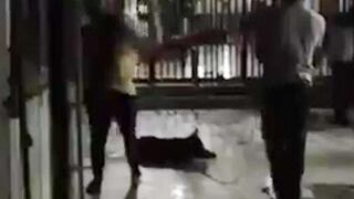 “Cholito”: perro asesinado logra que aprueben ley de mascotas (VIDEO)