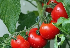 Comer para vivir: Tener ácido úrico alto no obliga a eliminar el tomate