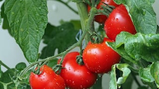 Comer para vivir: Tener ácido úrico alto no obliga a eliminar el tomate
