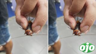 Hombre salva a cucaracha herida y la lleva al veterinario | FOTO