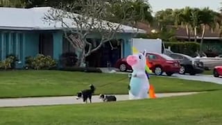 Coronavirus: Mujer se disfraza de “unicornio” para pasear a su perro | VIDEO
