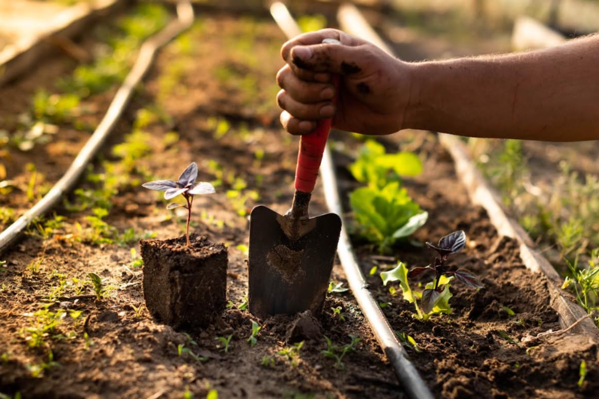 Las exportaciones peruanas de productos orgánicos sumaron US$ 57.5 millones en lo que va del año. (Foto: Difusión).