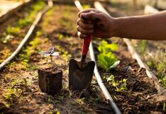Mercado alimentario: 3 ventajas de producir alimentos orgánicos en el Perú