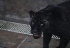 Halloween en el Parque de las Leyendas: conoce las actividades del 29 al 31 de octubre