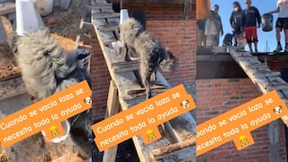 Perrito recibe ovación en redes al llevar cemento para apoyar a su dueño en construcción de hogar