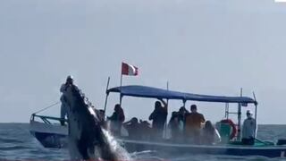 ¡Bello espectáculo natural! Comenzó el avistamiento de ballenas en Tumbes | VIDEO