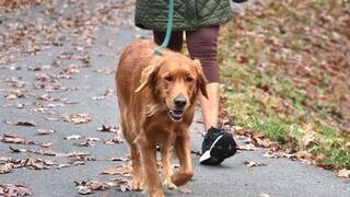 Organizan caminata pet friendly para apoyar a ONG animalista
