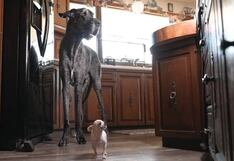 Perro más grande y más chico del mundo se hacen los mejores amigos