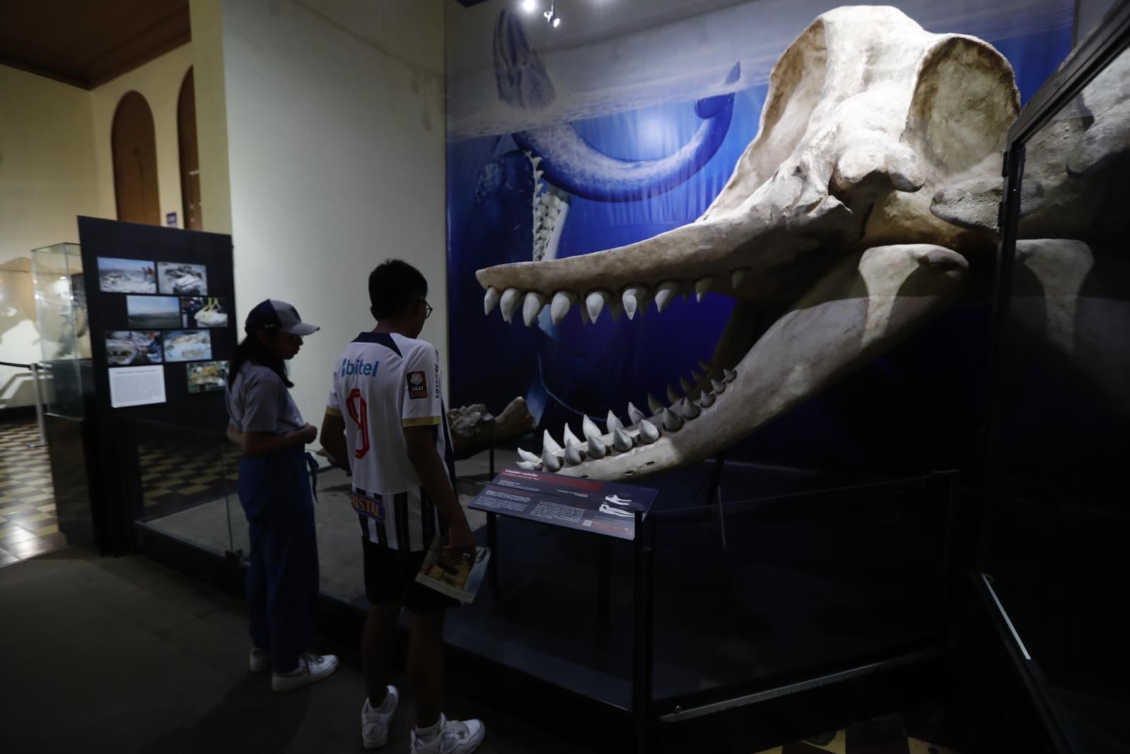 Fósiles de “Livyatan melvillei”, ballena asesina o el mayor depredador marino del Perú .
