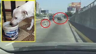 Dan con la identificación del dueño del auto cuyo perro saltó a la Vía Expresa (VIDEO)