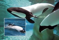 “Panda de mar” aparece en el momento menos esperado y causa asombro en explorador