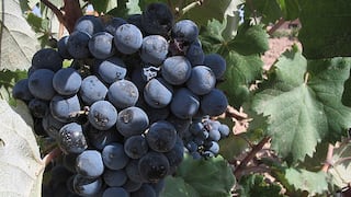 Aceite de pepitas de uva muscadine ayuda a reducir la obesidad