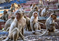 Monos se unen y al atacar a pervertido evitan que niña de 6 años sea ultrajada