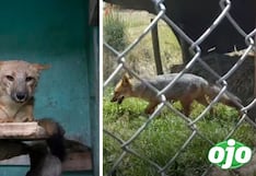 Zorrito Run Run: Piden evaluar devolverlo a su hábitat, pero advierten que correría peligro