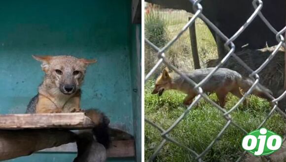 Ojo - Nuevo hábitat del 'Zorrito run run'