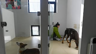 Hoteles de mascotas reabren sus puertas tras quedar atrás las medidas anticovid en China