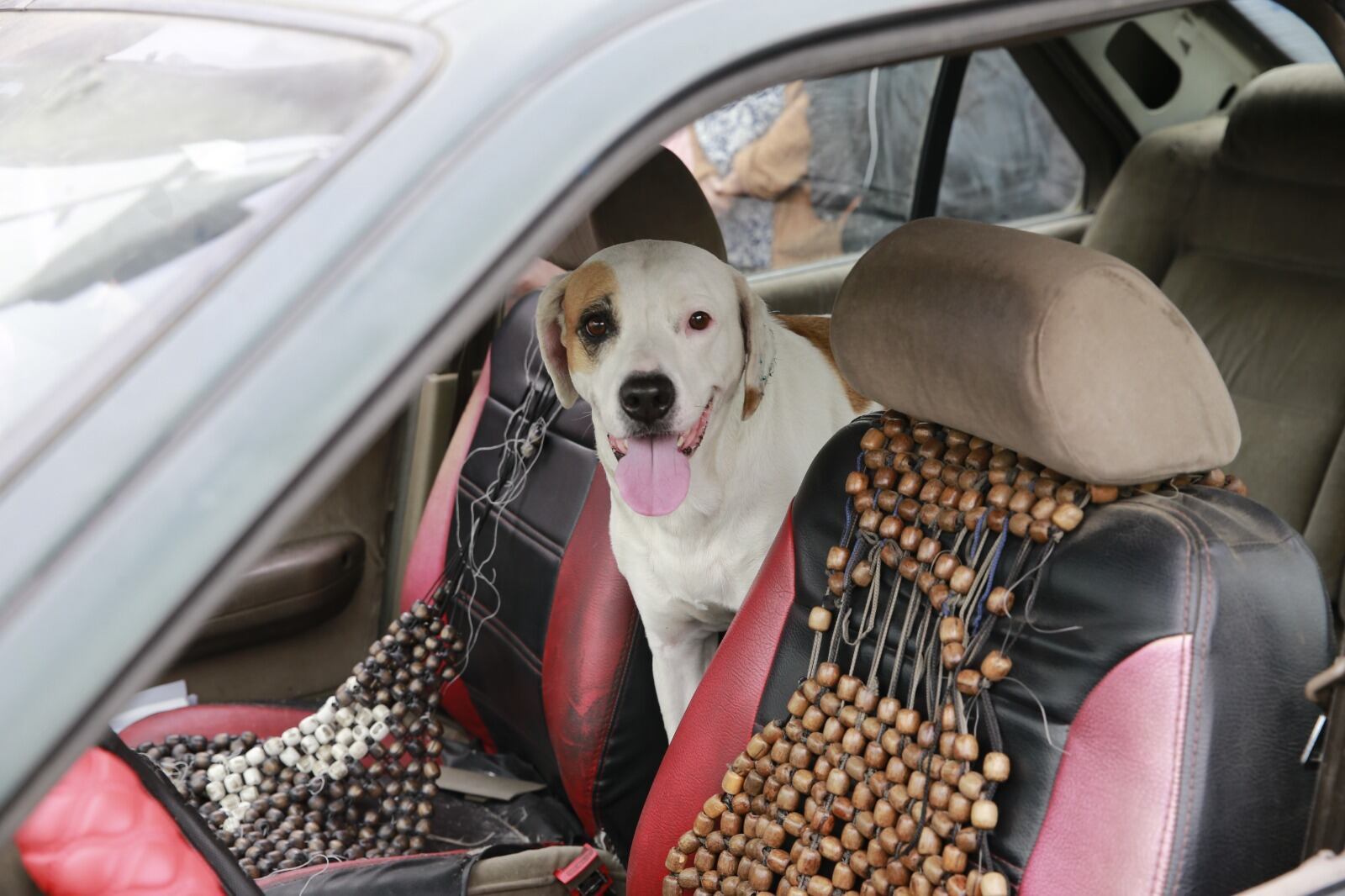 Chofer se distrajo por ver a su perrita que iba en el asiento posterior y causó el accidente. Foto: GEC.