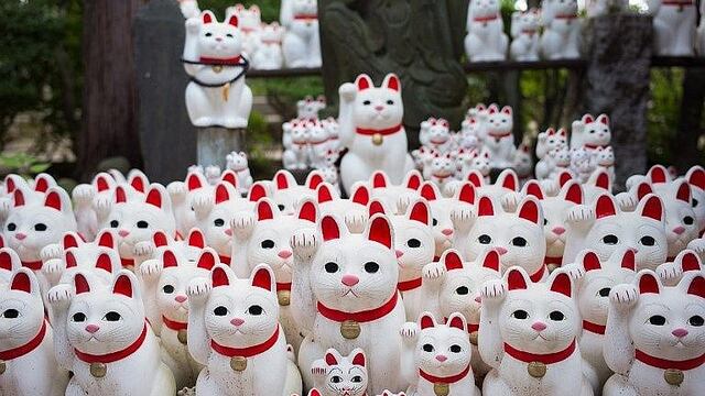 ​Templo de 'gatos de la suerte' atrae en masa a 'instagramers' de todo el mundo