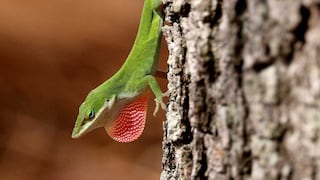 Perú: Descubren nueva especie de lagarto en la zona selvática que comparten las regiones de Junín y Cusco