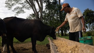 Cómo la ganadería regenerativa se convierte en solución para enfrentar el cambio climático de Perú