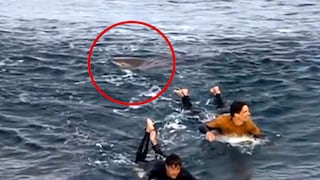 Surfista vive de milagro tras darle puñetazos a tiburón que lo atacó | VIDEO