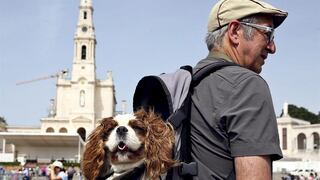 Hasta los perros van en peregrinación de la Virgen en Fátima