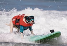 Perros surfistas dominan olas sobre sus tablas en campeonato