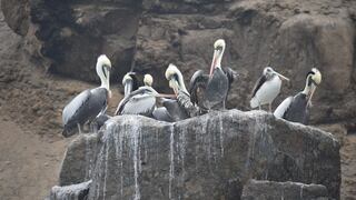 Pelicanos y camanay, las especies más afectadas hasta ahora por gripe aviar en Áreas Naturales Protegidas