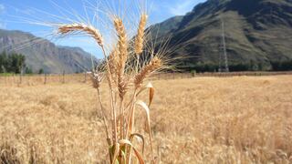 Presentan el nuevo trigo INIA 440 K’anchareq con alta calidad genética