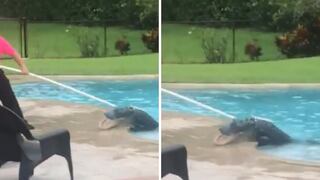 Mujer encuentra un cocodrilo de casi 3 metros en su piscina (VIDEO)
