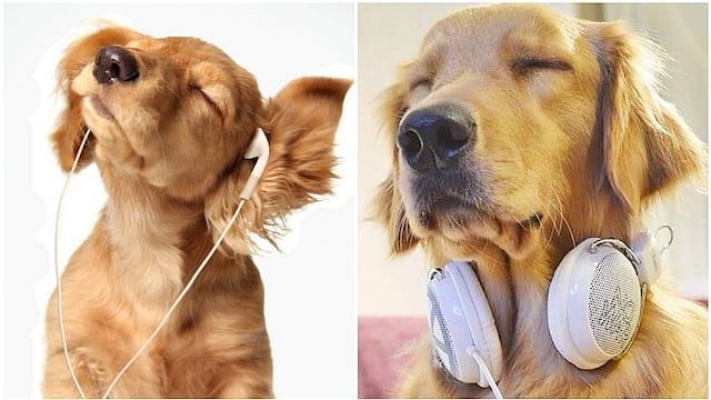Mascotas: ¿Sabes qué música es la favorita de los perros? Este estudió lo reveló 