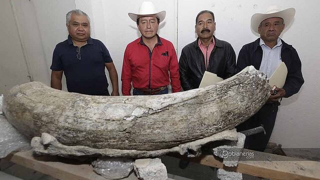 ​Hallan restos de fósiles de mamut, camello y perro lobo gigante | VIDEO
