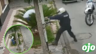Ladrón poco astuto se esconde de la policía detrás de una palmera, pero es capturado | VIDEO
