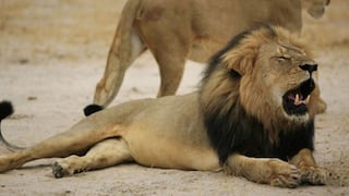 Otro cazador estadounidense mató furtivamente a un león en África