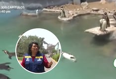 Lima: Conoce aquí cuáles son las remodelaciones que se realizan en el Parque de las Leyendas, sede Huachipa