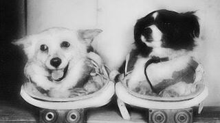 Los otros perritos que viajaron al espacio y que no son tan famosos como Laika