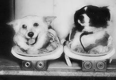 Los otros perritos que viajaron al espacio y que no son tan famosos como Laika