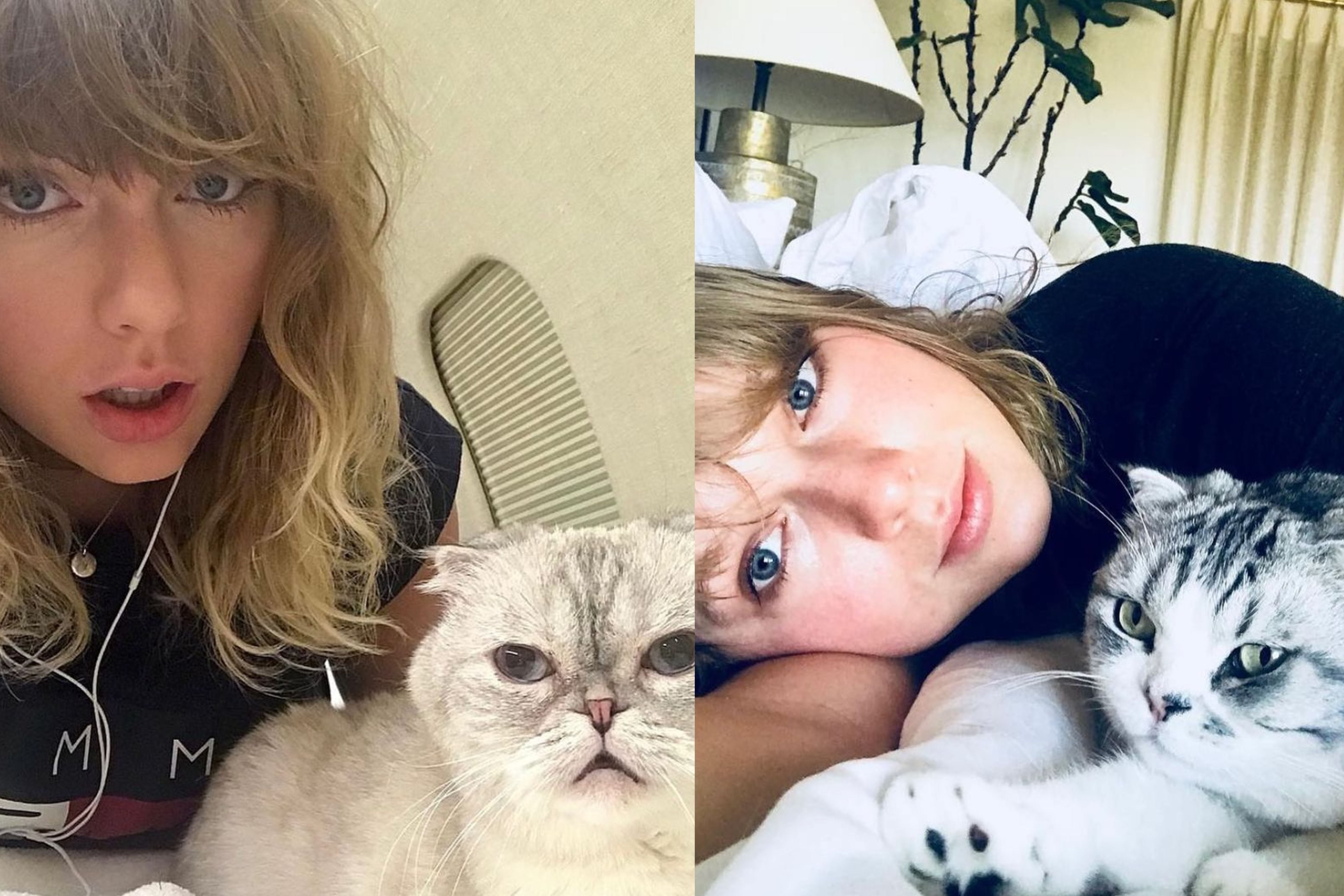 Meredith Grey y Olivia Benson (dos de las mascotas de Taylor Swift) son ilegales en los Países Bajos.