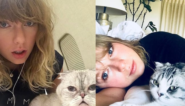 Meredith Grey y Olivia Benson (dos de las mascotas de Taylor Swift) son ilegales en los Países Bajos.