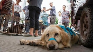 ​Criminal comercio de carne de perro y gato expande la rabia en Asia