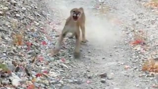Excursionista se salva de milagro de ataque de puma que lo persiguió por varios minutos