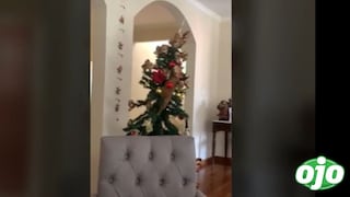 El Grinch de la Navidad: Gato destruye árbol navideño y se vuelve viral
