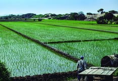 Arroceros piden apoyo al Gobierno