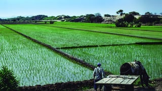 Arroceros piden apoyo al Gobierno