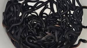 Serpientes terminaron al final liberadas en una zona propicia para ellas.