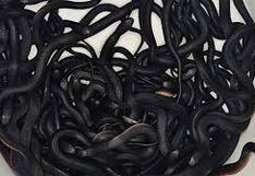 Encuentran a 102 serpientes venenosas que vivían en el patio de una casa